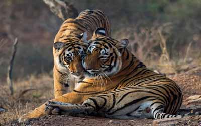 Voyage Ranthambore